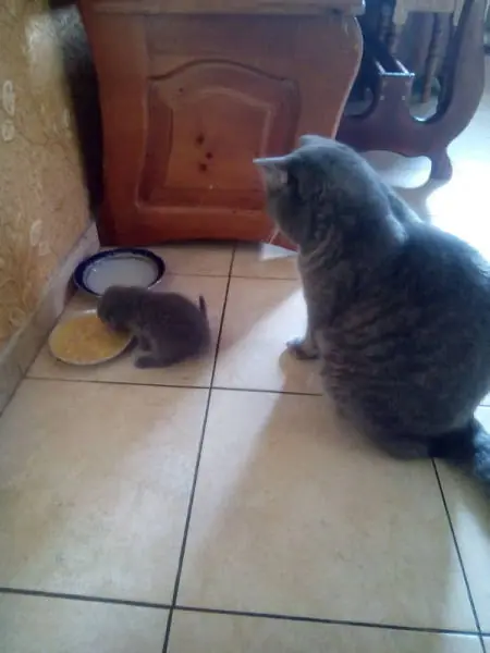 entra y reite