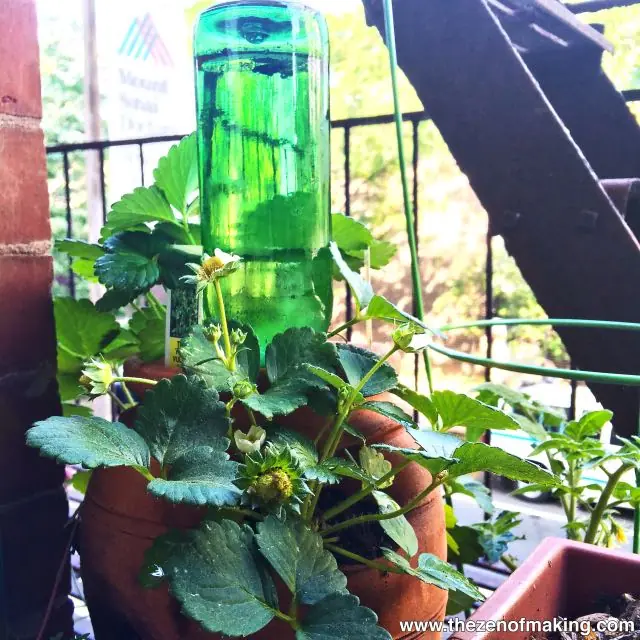 Usar una botella de vidrio como sistema de regadío autónomo