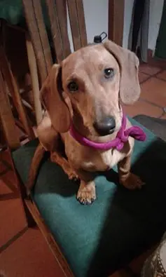 Salchi Pensamientos libro 2 sección 16