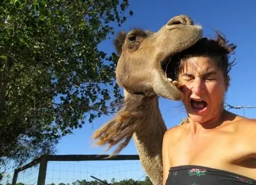 Las FotoBombas Del 2013 (Animales)