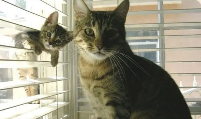 22 Animales que se colaron en la foto de la mejor manera