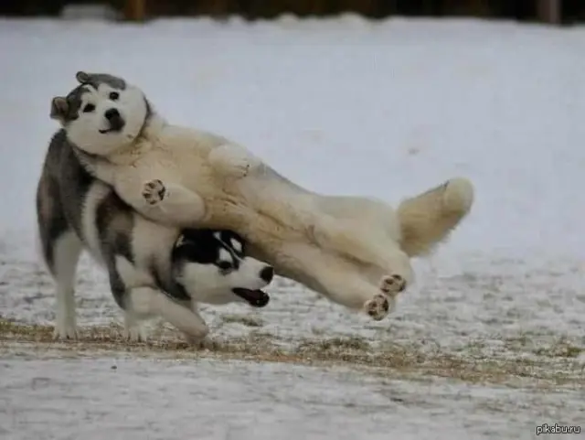 22 Animales que se colaron en la foto de la mejor manera
