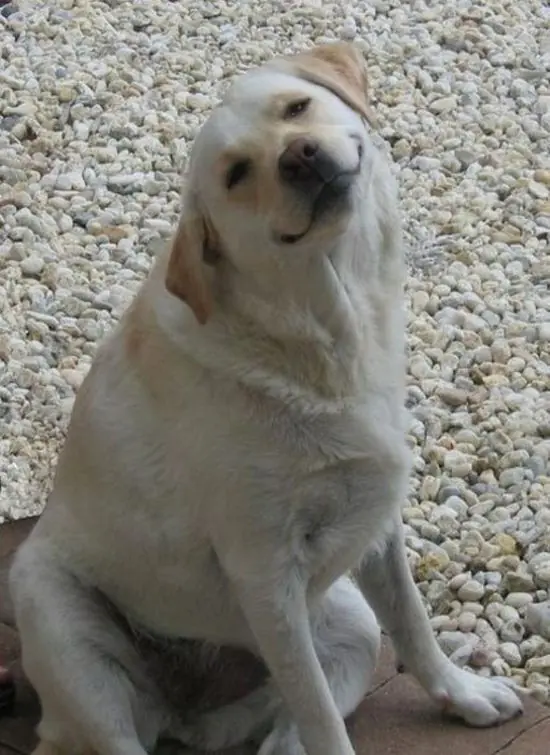 variado