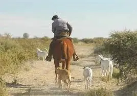 campo