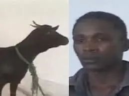 ... nace un cabrito con cara de humano,se violo una cabra ?