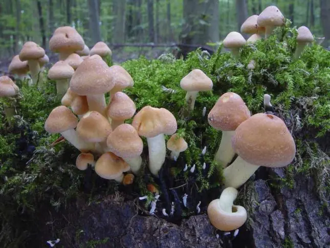 alucinogenos