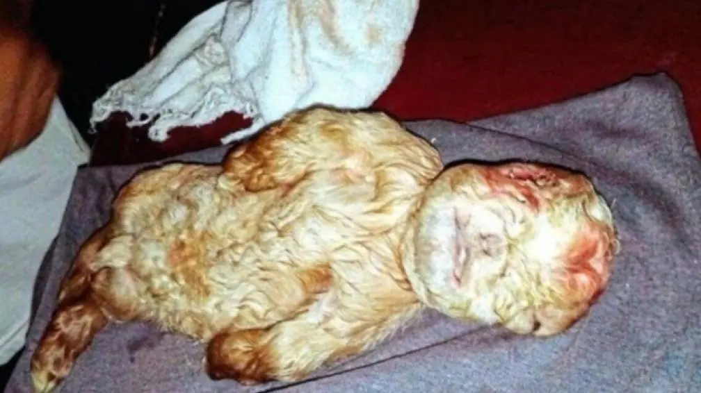... nace un cabrito con cara de humano,se violo una cabra ?