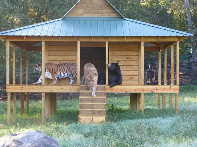 El tigre, el oso y el león.