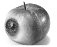 Nunca hay muerto malo, sino mira a Steve Jobs