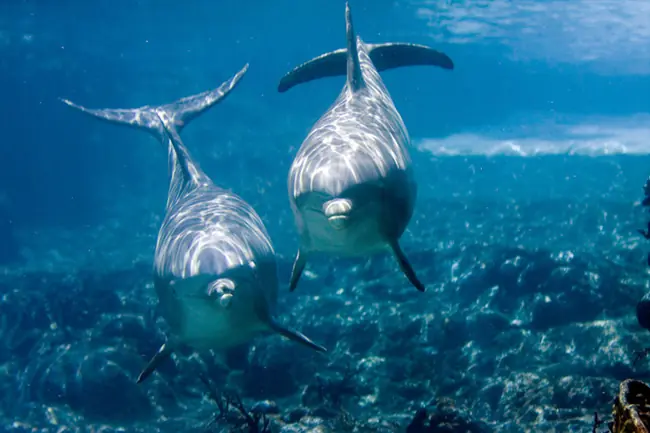 Oceanos