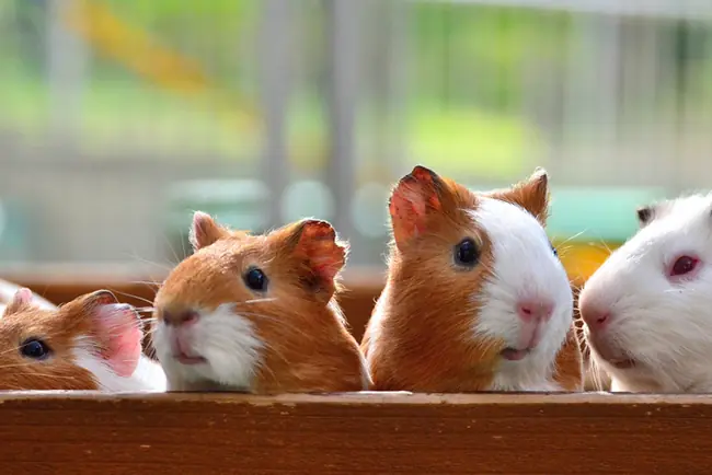 Animales