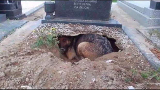 el perro el perro