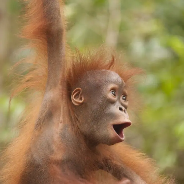 sorprendidos