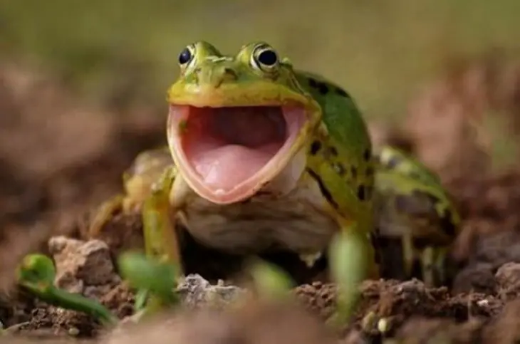 sorprendidos