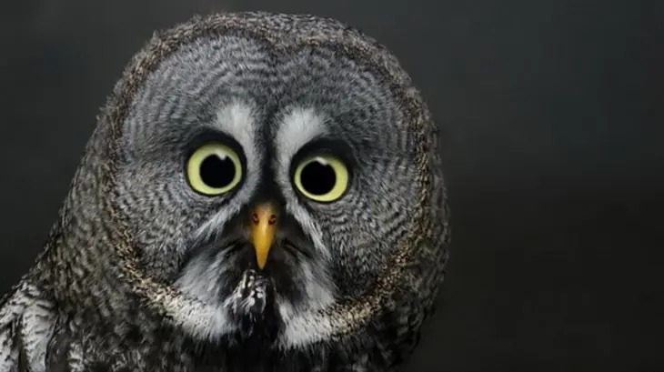 Animales muy graciosos que quedaron sorprendidos al ver algo
