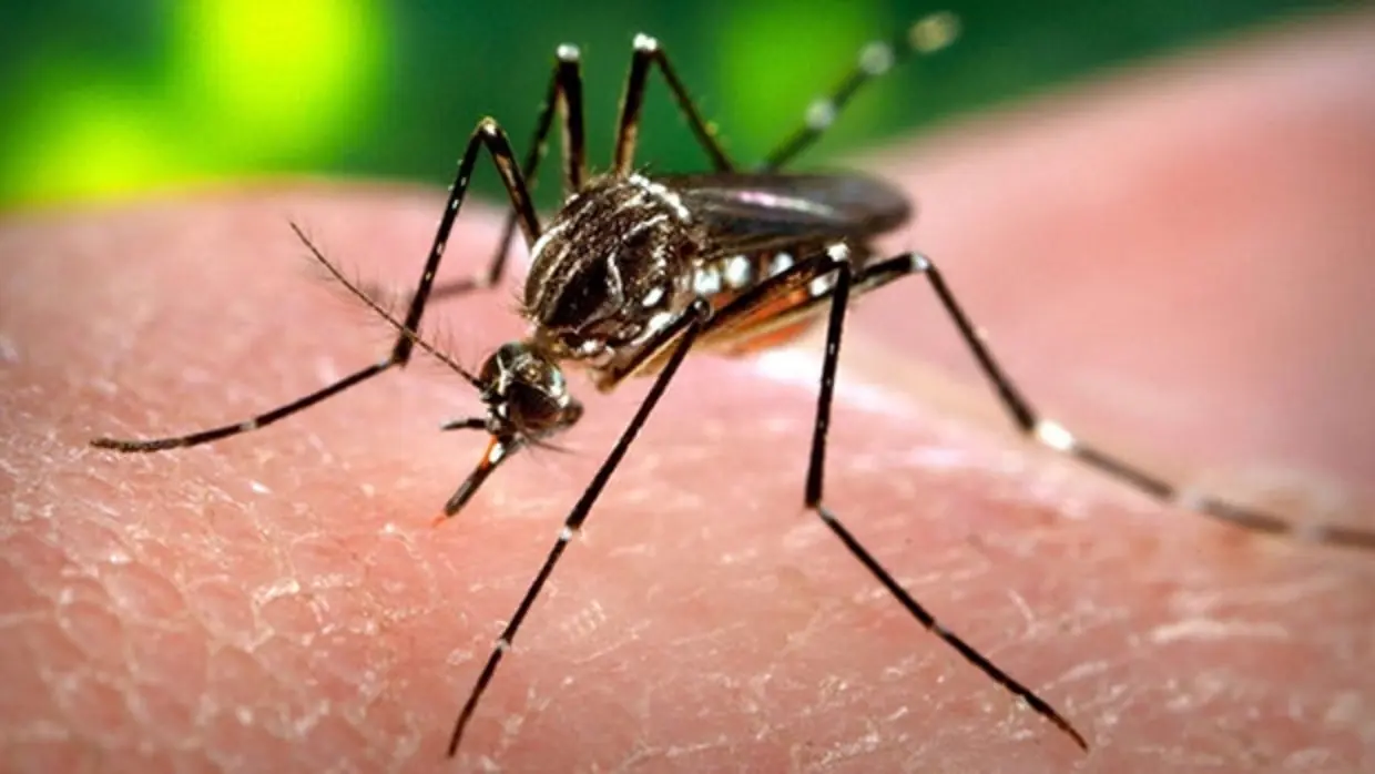 El Zika infecta las células progenitoras del cerebro