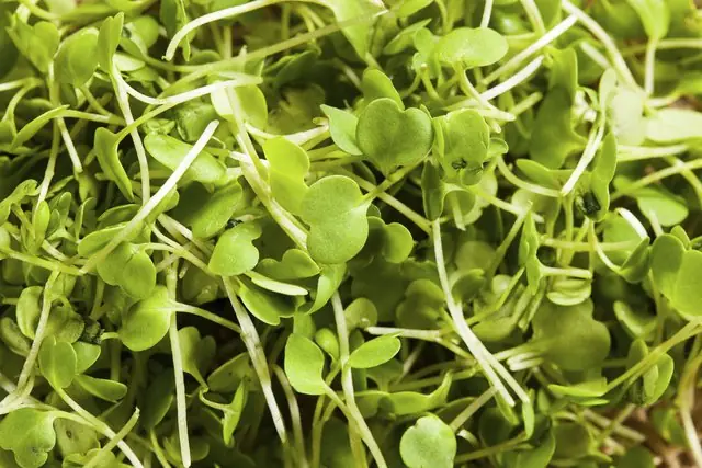 50 plantas que atraen energías positivas