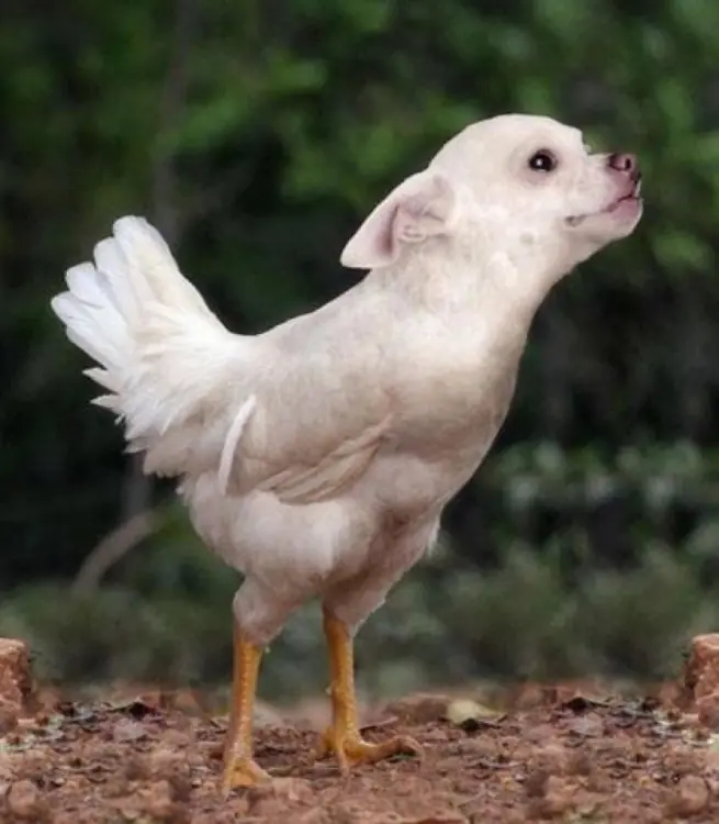 verian verian