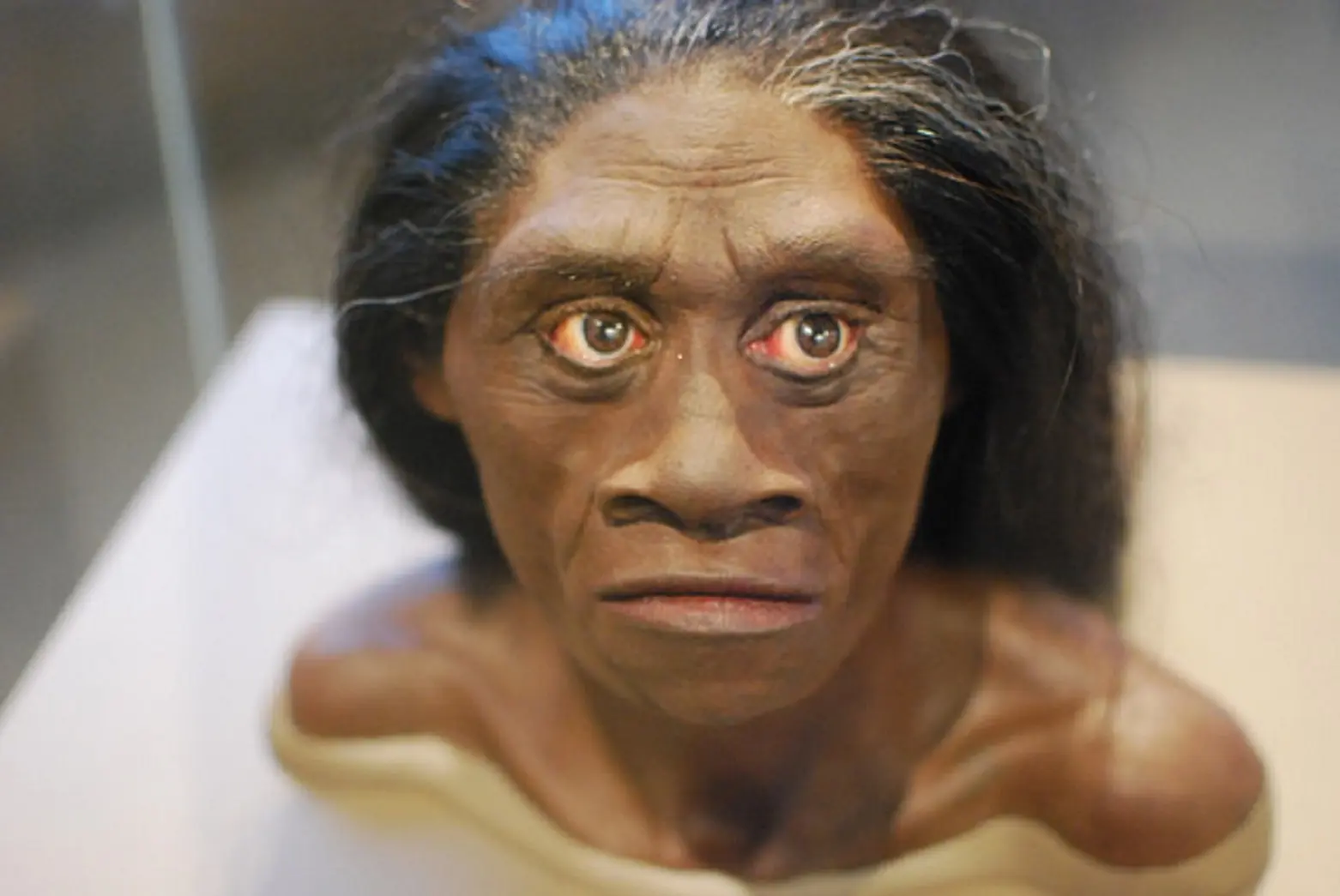 El pequeño hombre de Flores no era un Sapiens con síndrome d