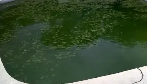 Limpiar el agua verde de las piscina