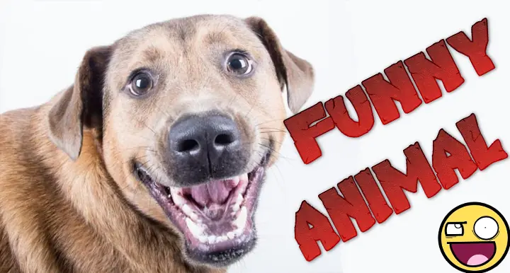 Si te ries pierdes 100% humor animal
