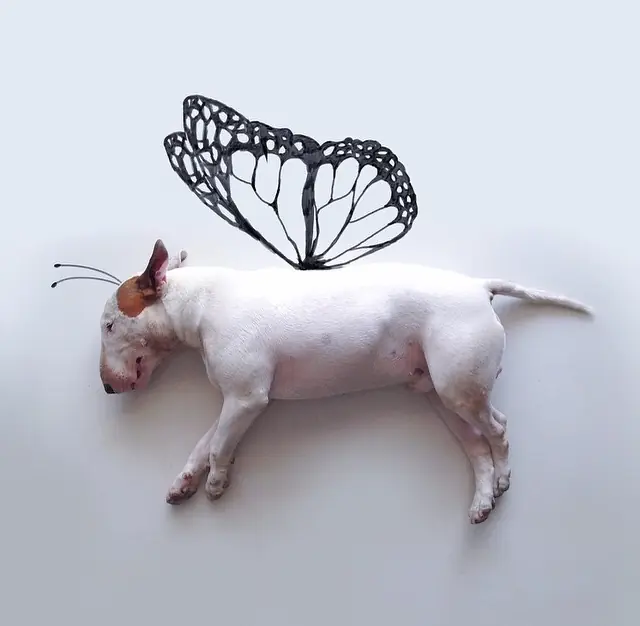 Dueño d bull terrier toma fotos super divertidas y creativas