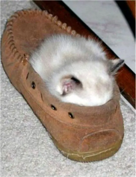 gatitos