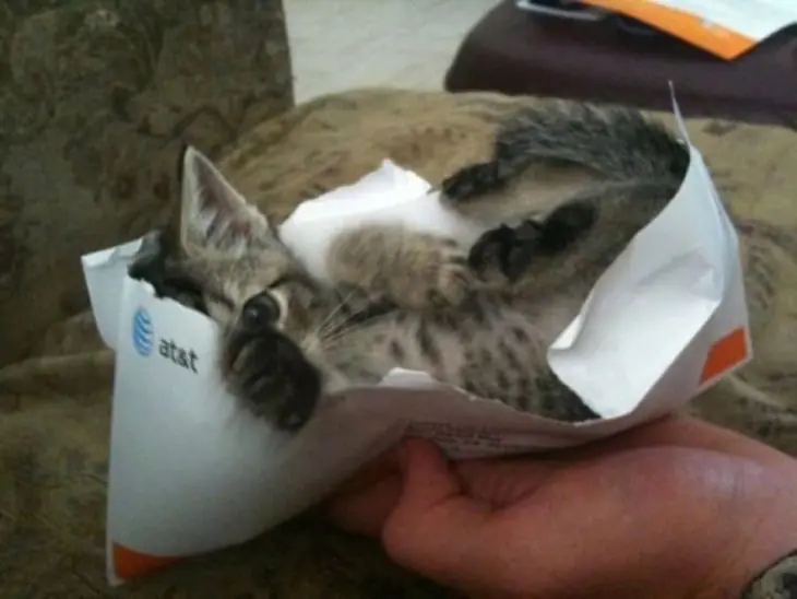 gatitos