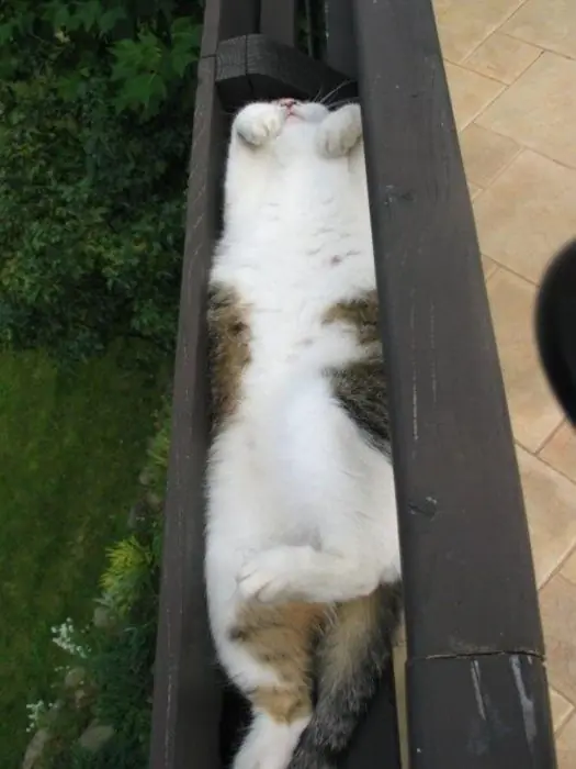 gatitos