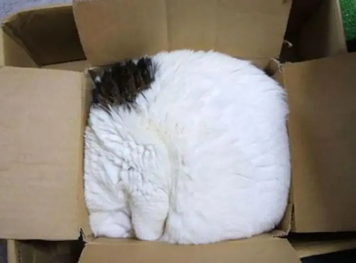Gatitos escogieron los rincones + insólitos para esconderse