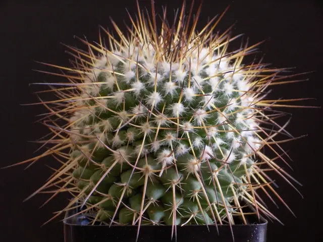 cactus