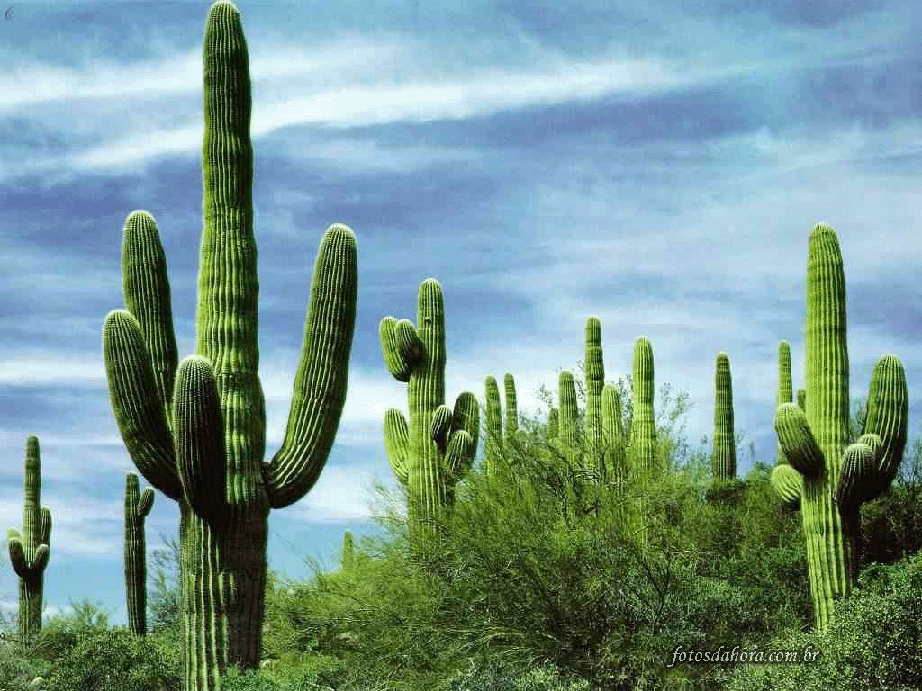 ¿Por qué los cactus tienen espinas?