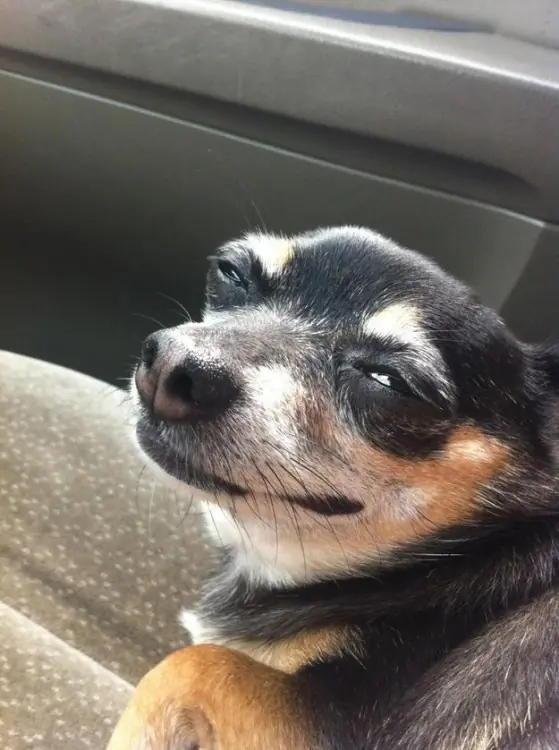 Divertidísimas caras hacen perros bajo situaciones diarias