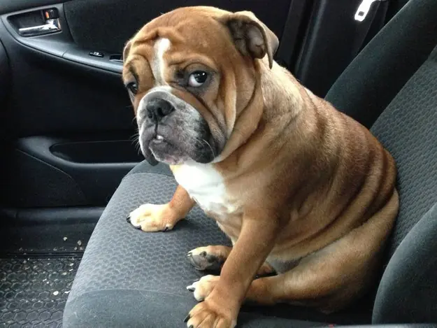 Divertidísimas caras hacen perros bajo situaciones diarias