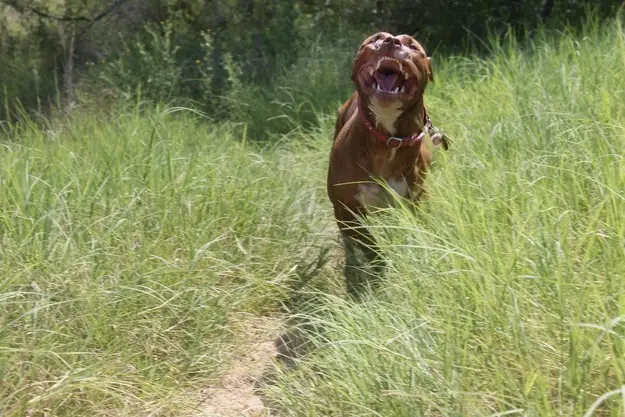 Divertidísimas caras hacen perros bajo situaciones diarias