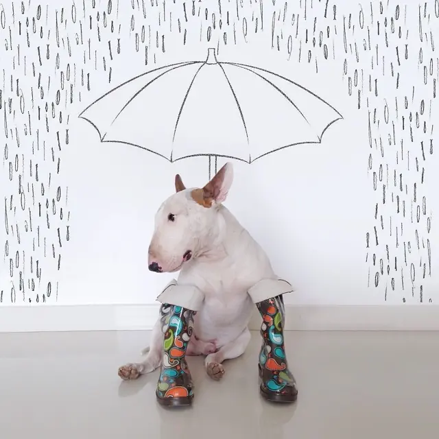 dueno