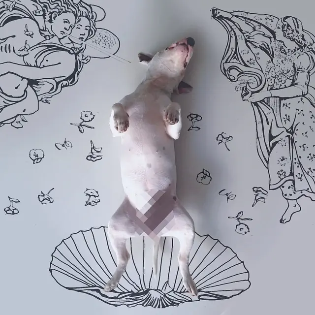 bull terrier