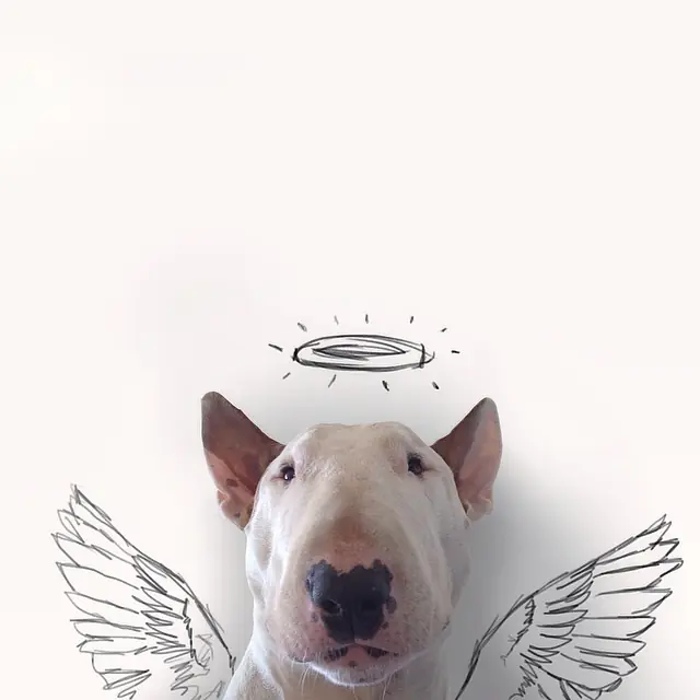 Dueño d bull terrier toma fotos super divertidas y creativas