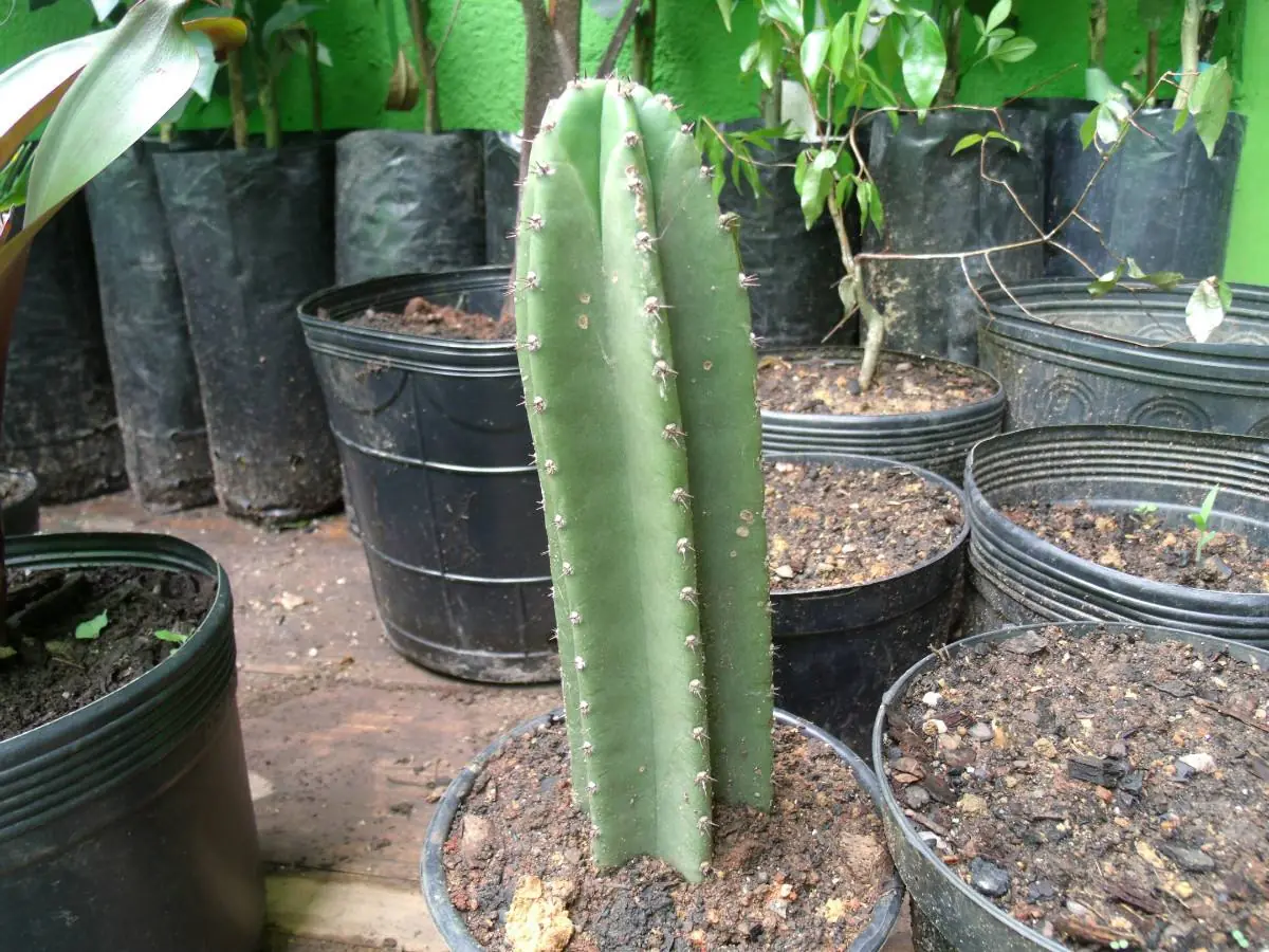 cacto