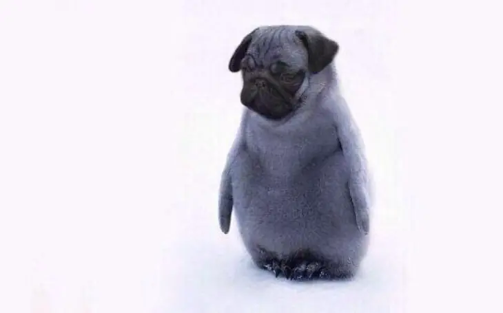 perro