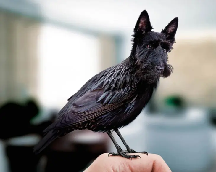 aves
