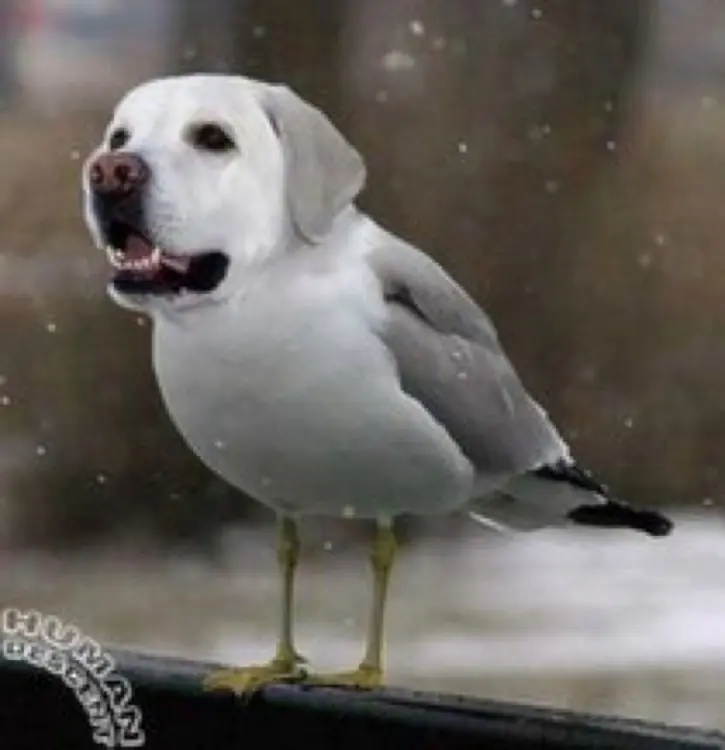 Fotos muestran cómo c verían aves si tuvieran cabeza d perro