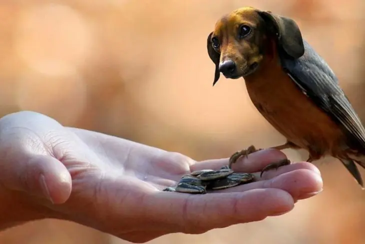perro