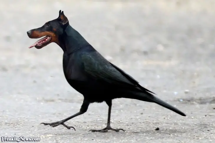 perro