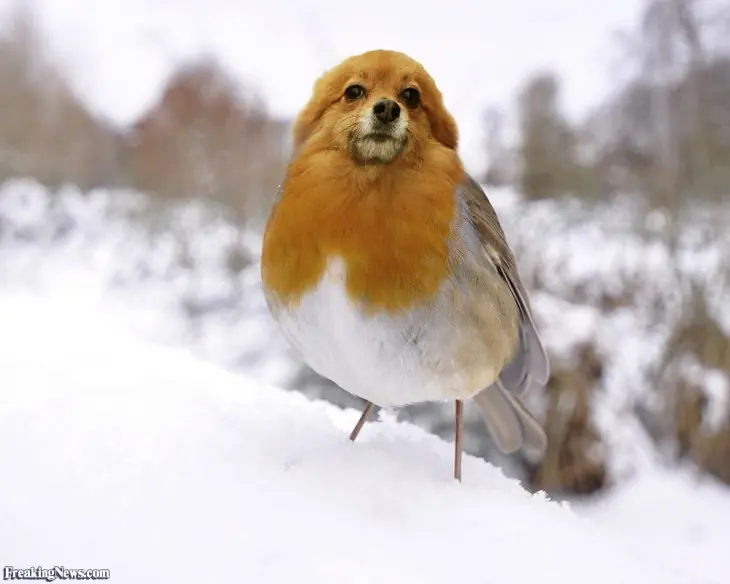 aves