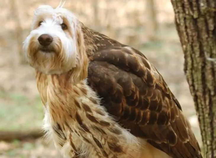 Fotos muestran cómo c verían aves si tuvieran cabeza d perro