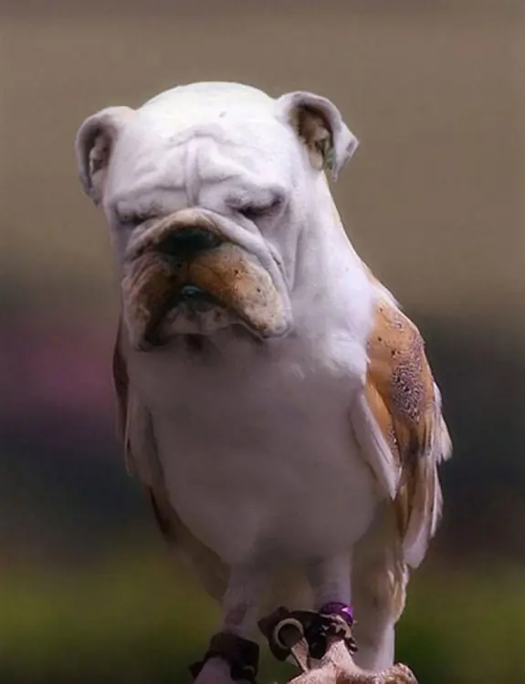 aves