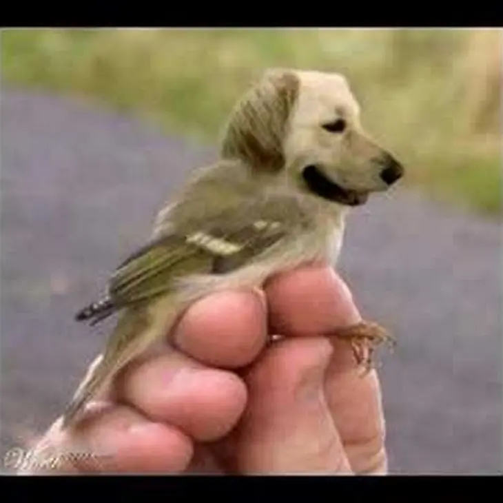 Fotos muestran cómo c verían aves si tuvieran cabeza d perro