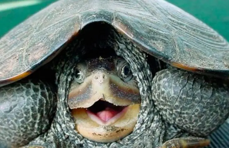 Animales muy graciosos que quedaron sorprendidos al ver algo