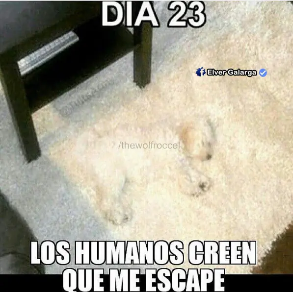 humor taringa